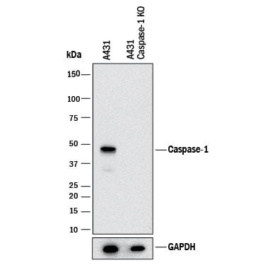 Western Blot Shows Human Caspase‑1 Antibody Specificity by Using Knockout Cell Line.