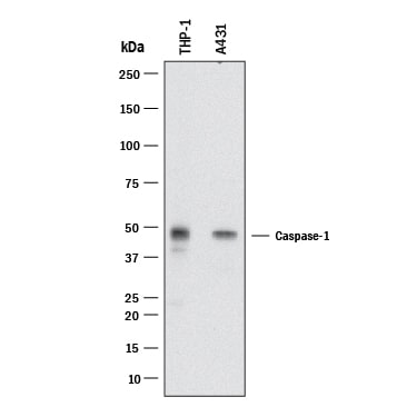 Detection of Human Caspase‑1 antibody by Western Blot.