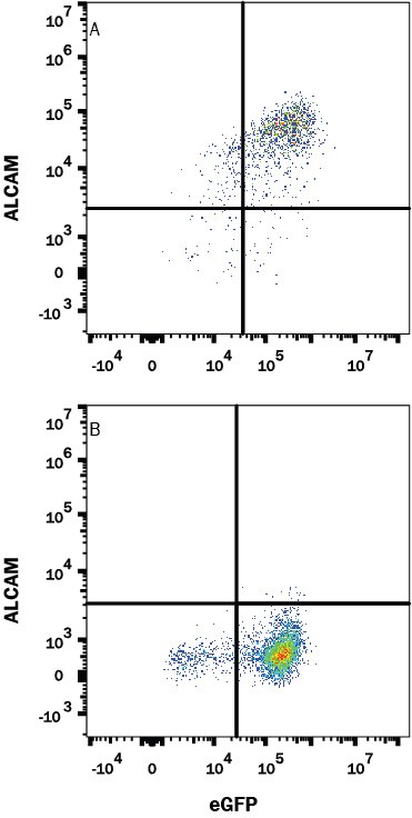 Detection of ALCAM antibody in HEK293 Human Cell Line Transfected with Human ALCAM and eGFP antibody by Flow Cytometry.