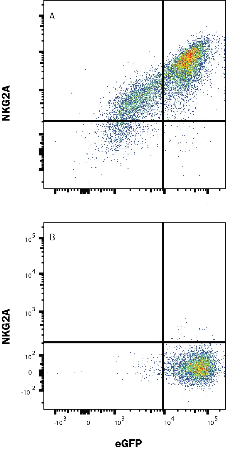 Detection of NKG2A antibody in HEK293 Human Cell Line transfected with Mouse NKG2A and eGFP antibody by Flow Cytometry