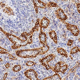CD30 Ligand/TNFSF8 antibody in Human Spleen by Immunohistochemistry (IHC-P).