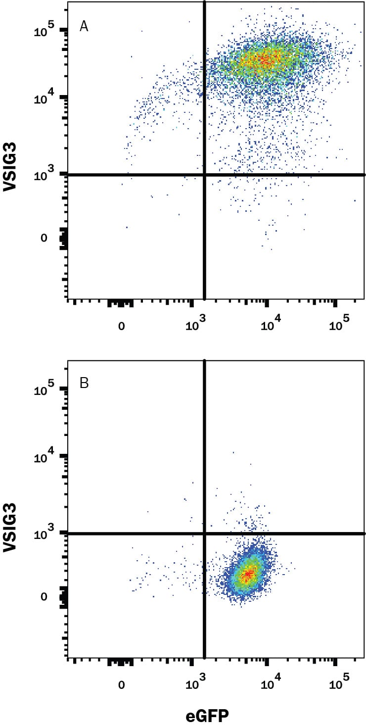 Detection of VSIG3 antibody in HEK293 Human Cell Line transfected with human VSIG3 and eGFP antibody by Flow Cytometry.