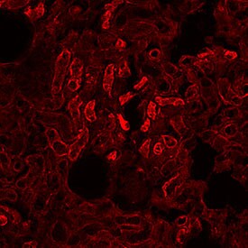 ACE‑2 antibody in Rat Kidney by Immunohistochemistry (IHC-Fr).