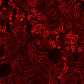 ACE‑2 antibody in Rat Kidney by Immunohistochemistry (IHC-Fr).