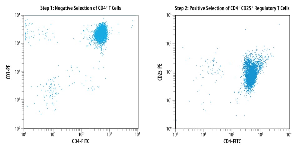 Enrichment of CD4+ T cells and CD4+CD25+ Cells were stained using the conjugated antibodies provided in this kit.
