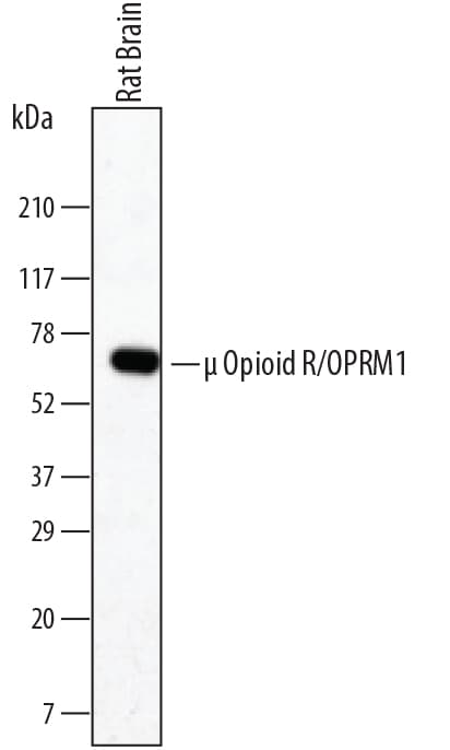 Detection of Rat µ Opioid R/OPRM1 antibody by Western Blot.