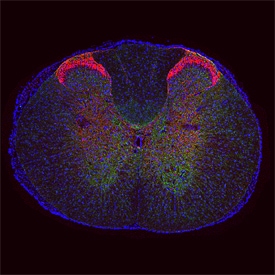µ Opioid R/OPRM1 antibody in Rat Spinal Cord by Immunohistochemistry (IHC-Fr).
