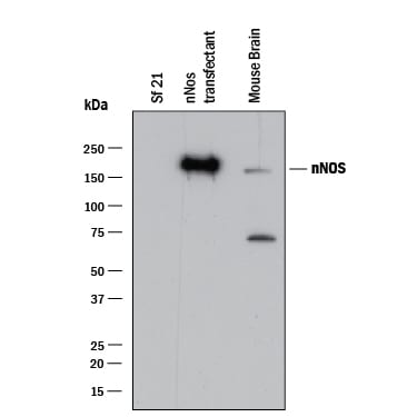 Detection of Human and Mouse nNOS antibody by Western Blot.