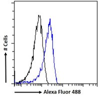 ADAM8 Antibody