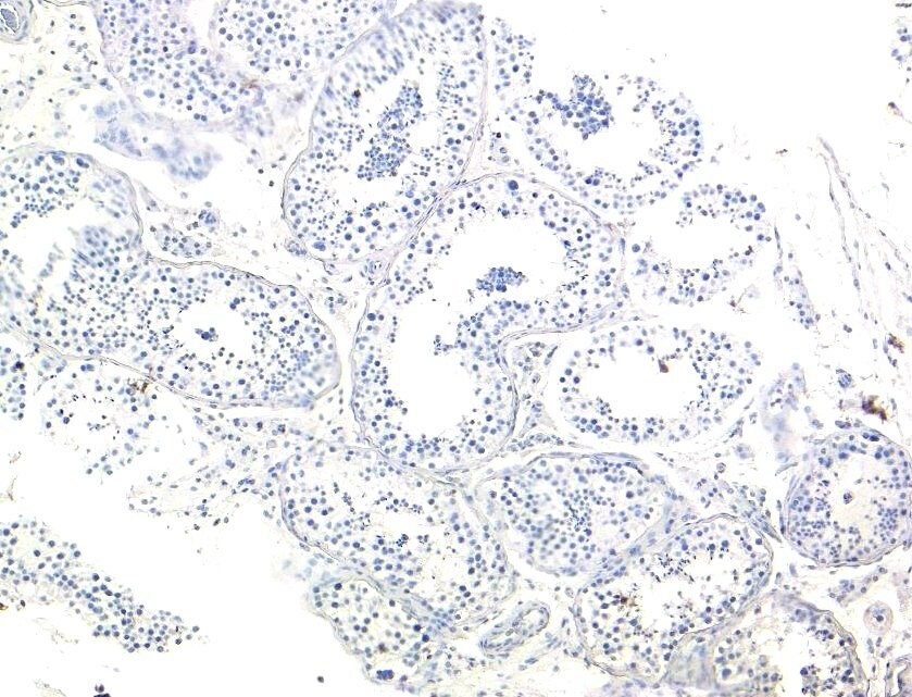 MRG15 Antibody