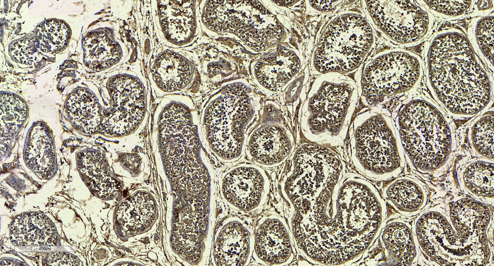 MRG15 Antibody