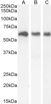 KPNA3 Antibody