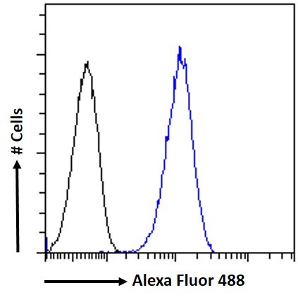 KPNA3 Antibody