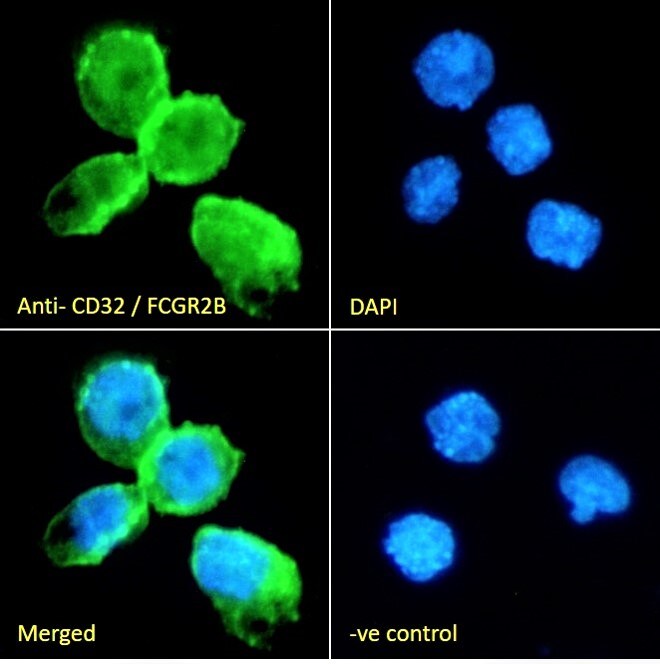Fc gamma RII/CD32 Antibody