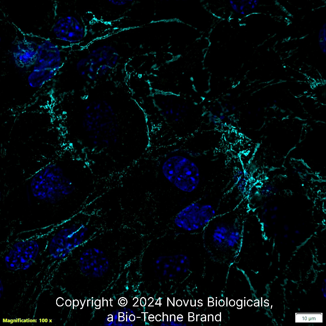 CD31/PECAM-1 Antibody (MEC 7.46)