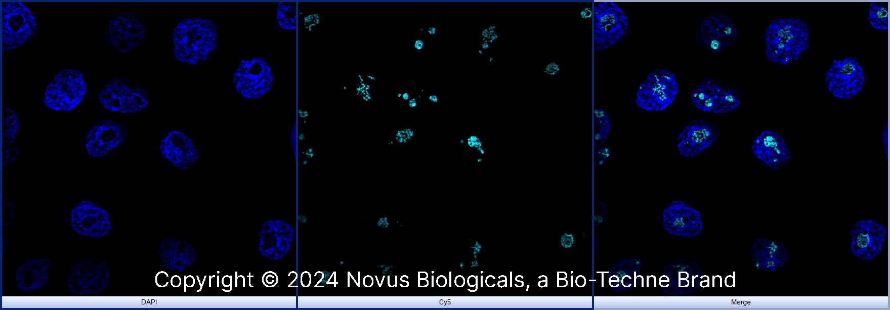 DDX21 Antibody - BSA Free