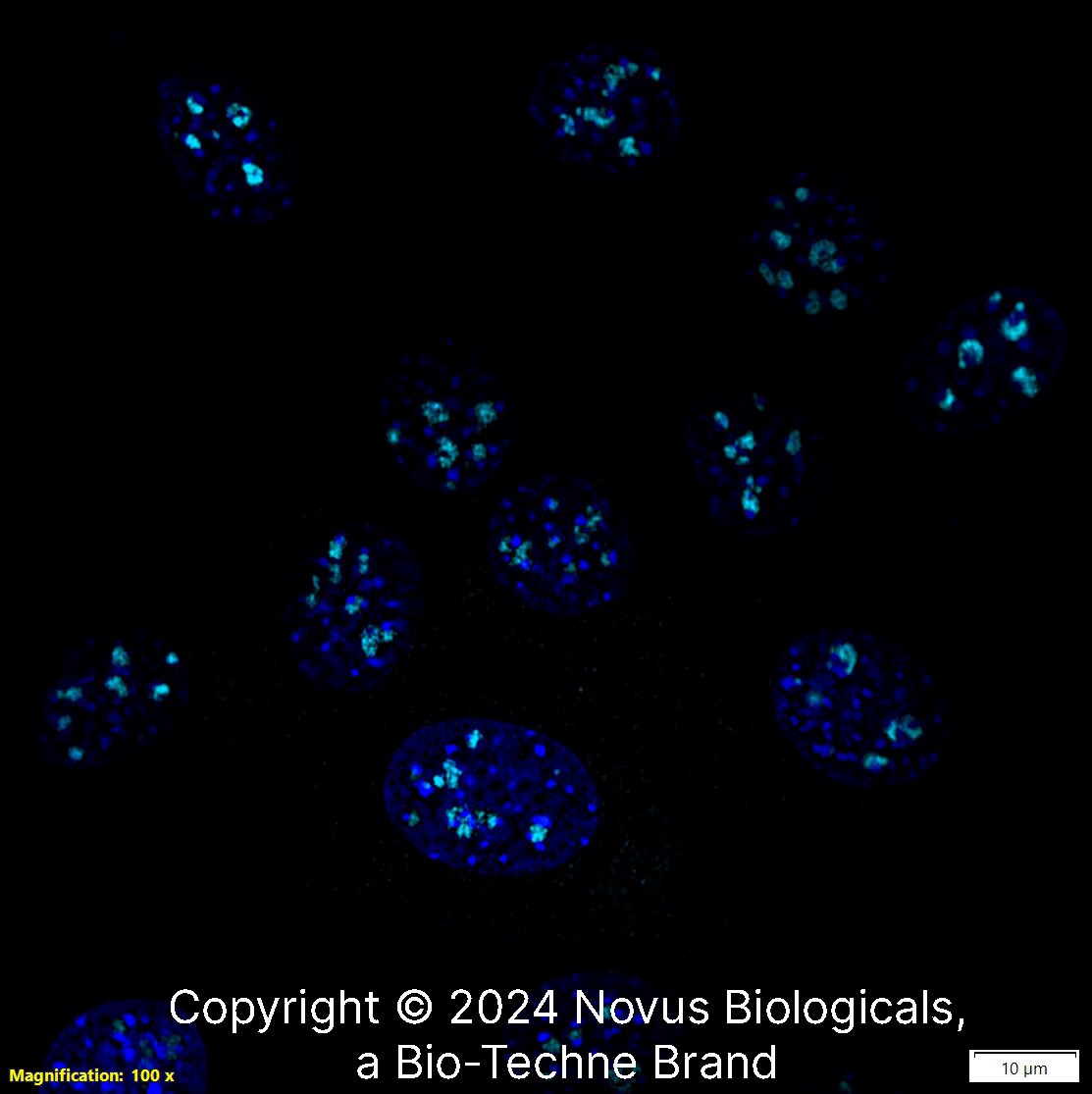 DDX21 Antibody - BSA Free