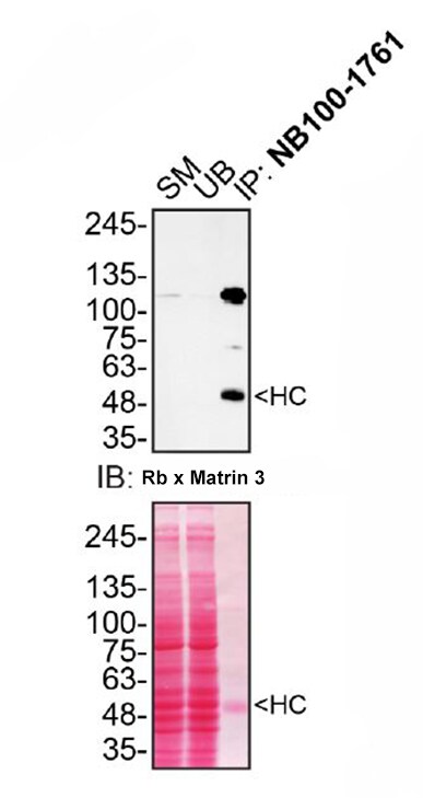 Matrin 3 Antibody