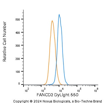 FANCD2 Antibody - BSA Free