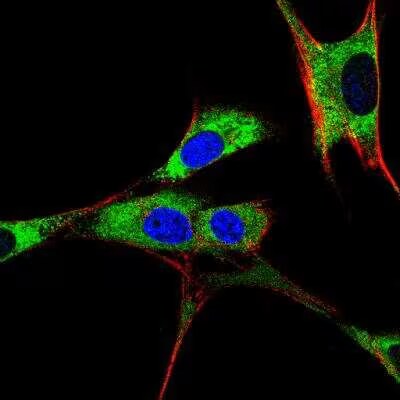 PDIA2 Antibody