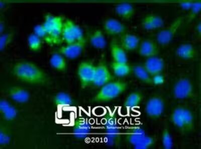 PDIA2 Antibody