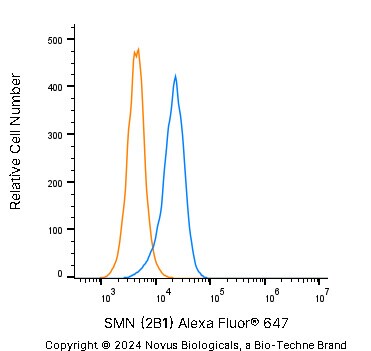 SMN Antibody (2B1)