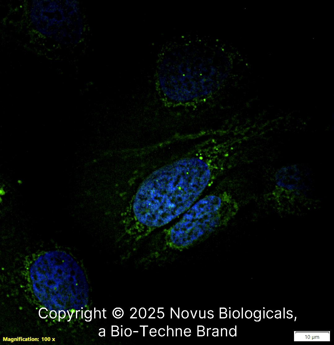 SMN Antibody (2B1) - BSA Free