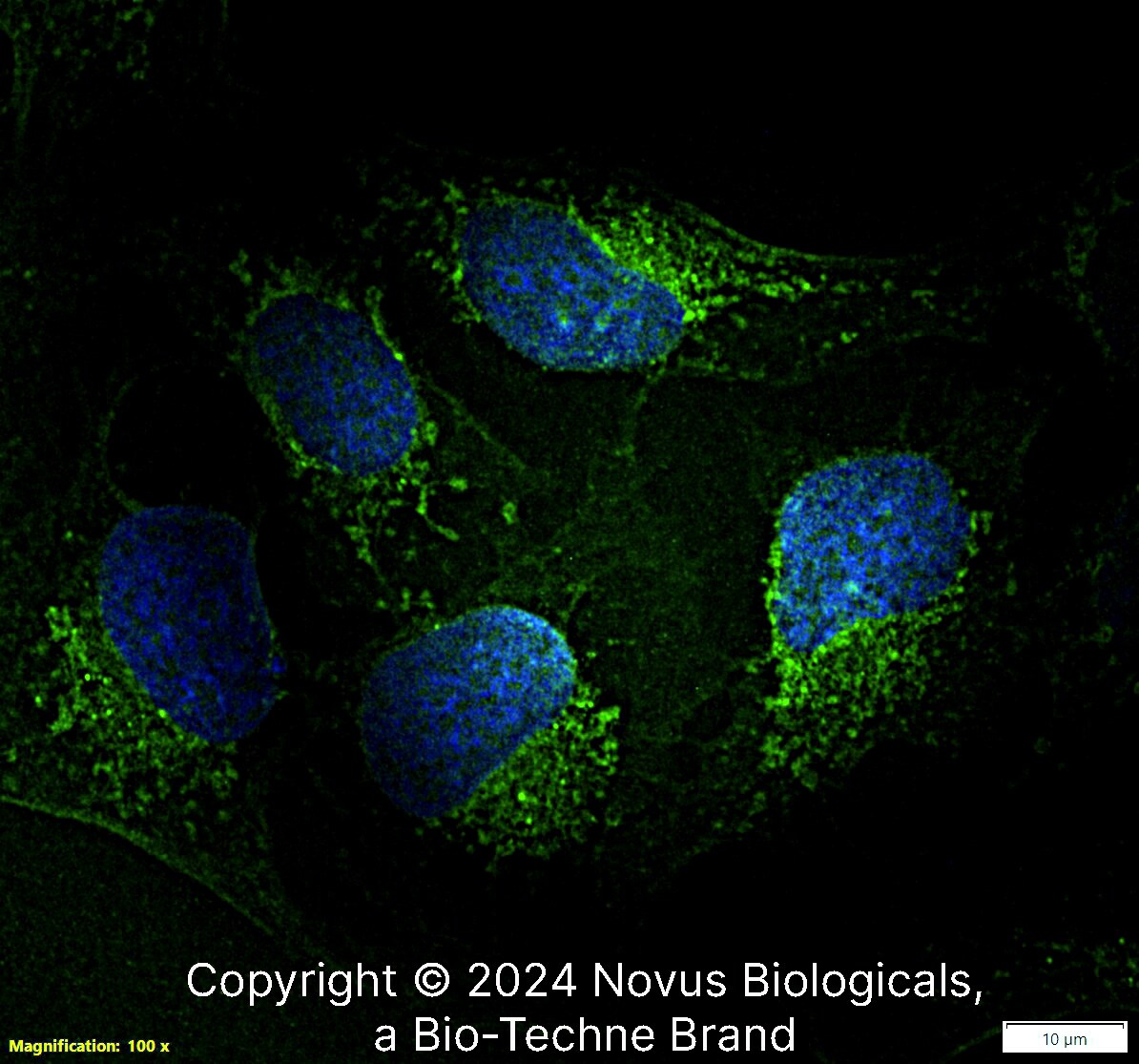 Calnexin Antibody - BSA Free