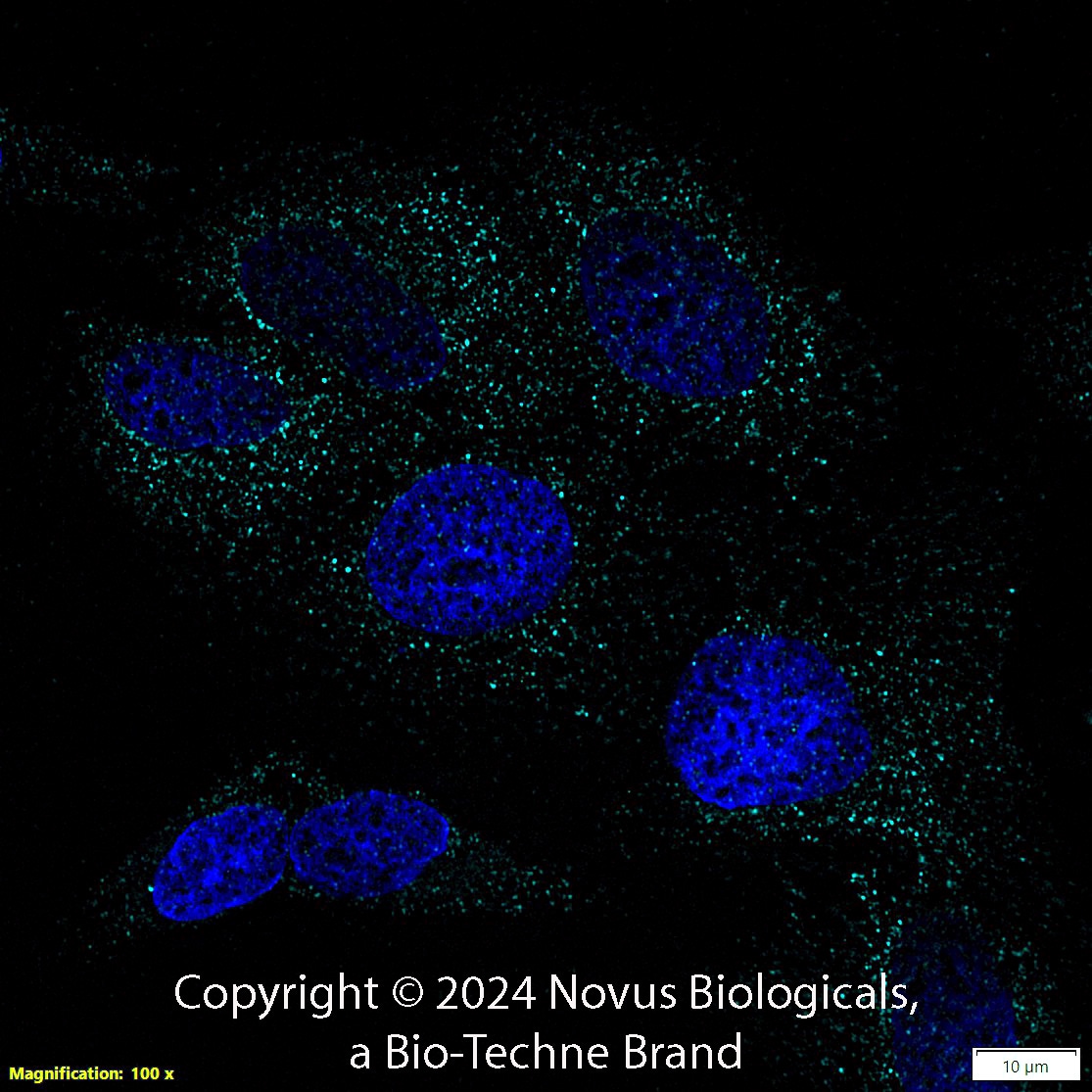 CD74 Antibody (PIN.1) - BSA Free