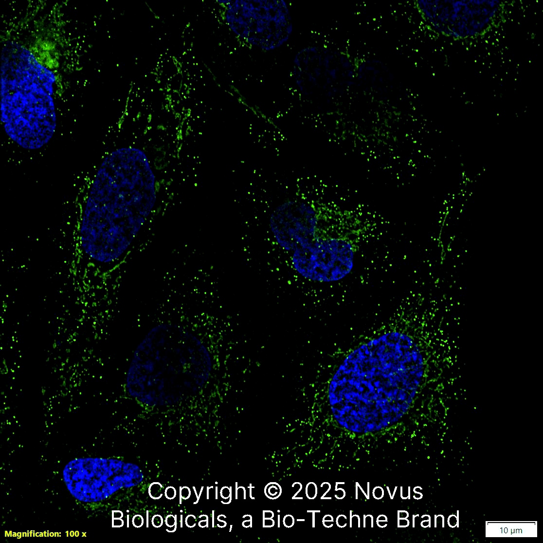 CD74 Antibody (PIN.1) - BSA Free