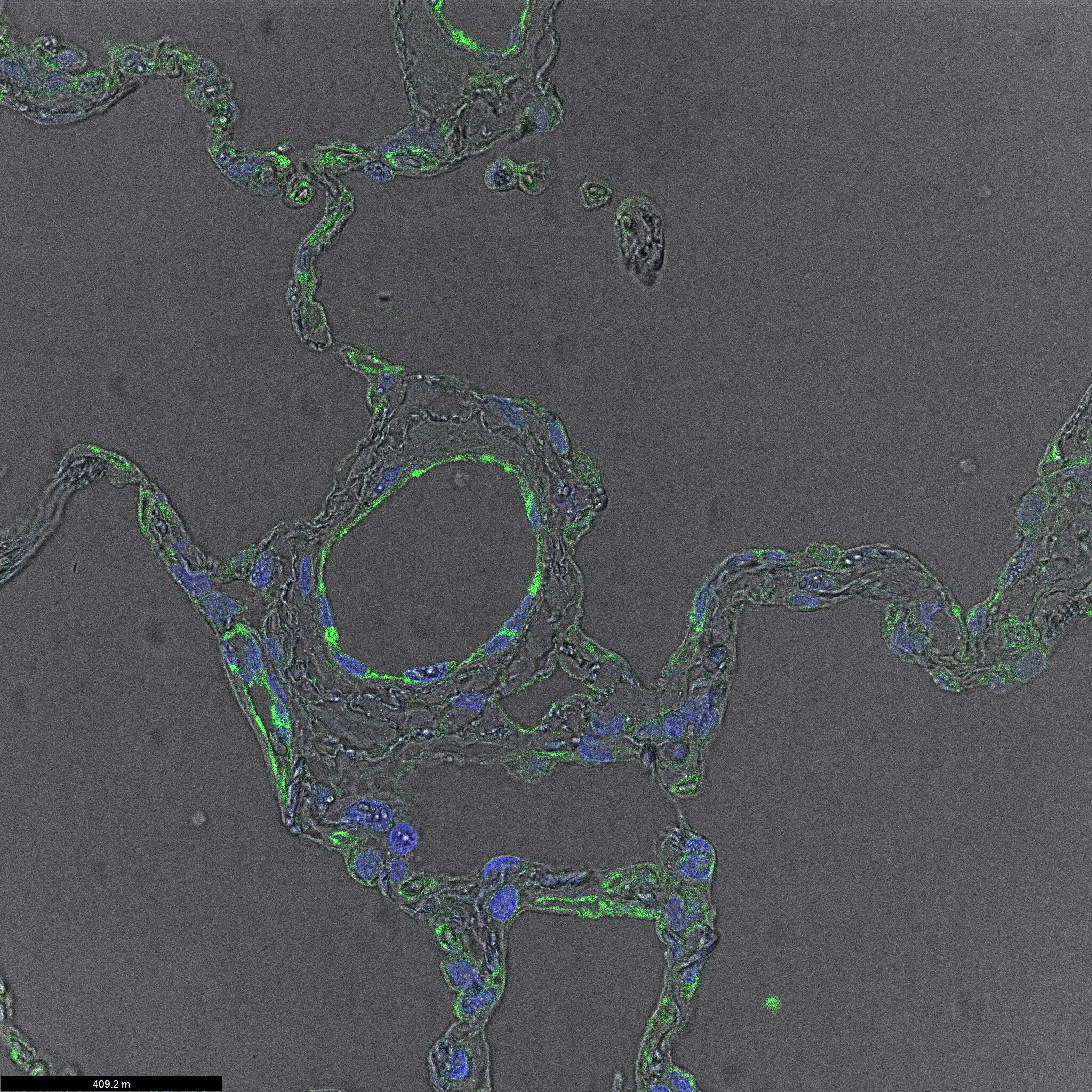 CD31/PECAM-1 Antibody