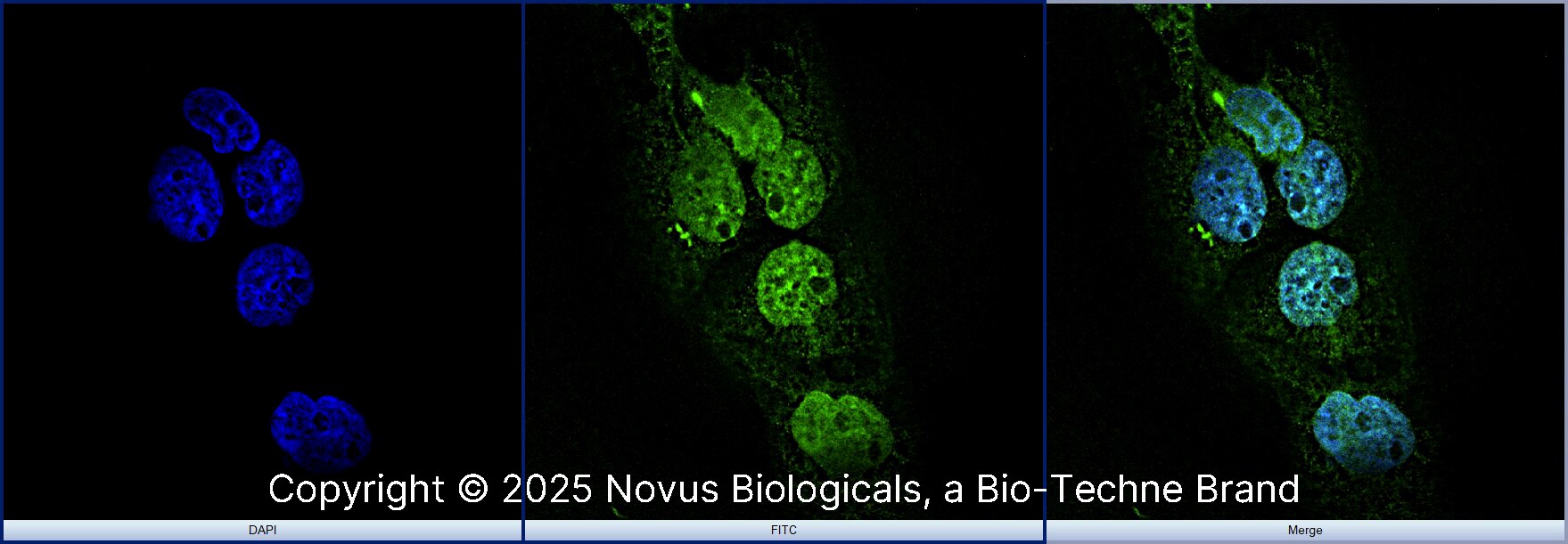 AHR Antibody - BSA Free
