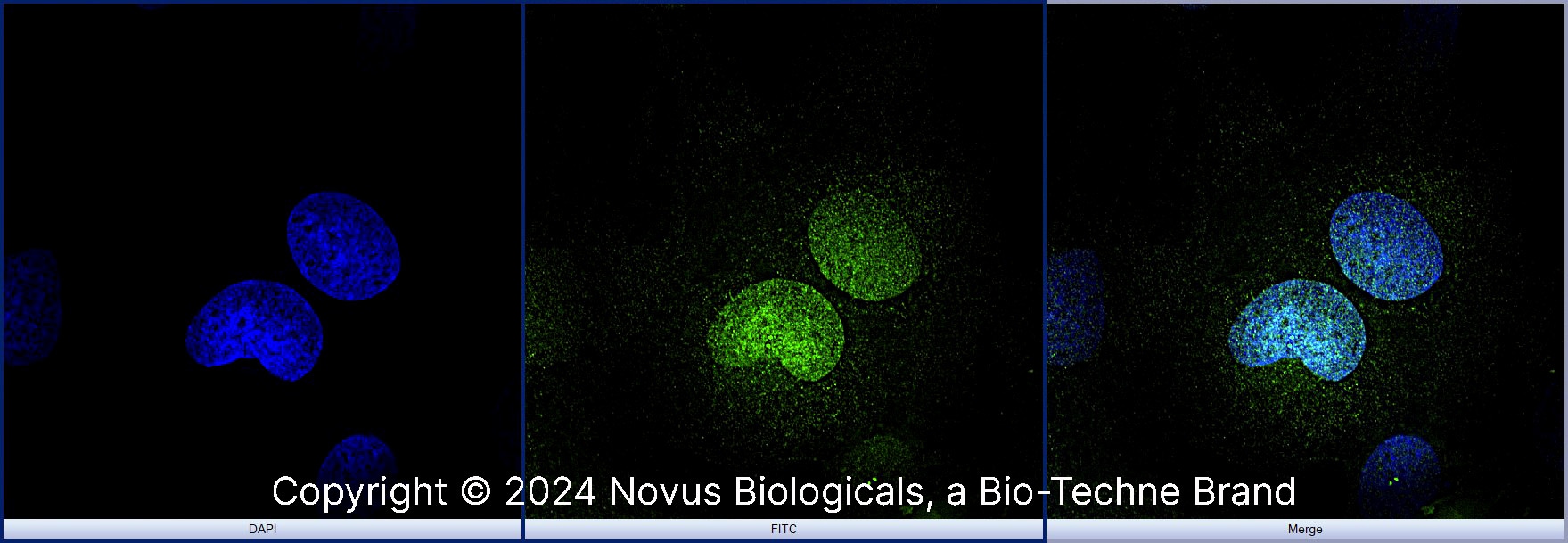 OCT4 Antibody - BSA Free