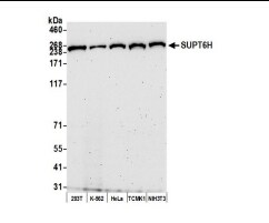 Spt6 Antibody