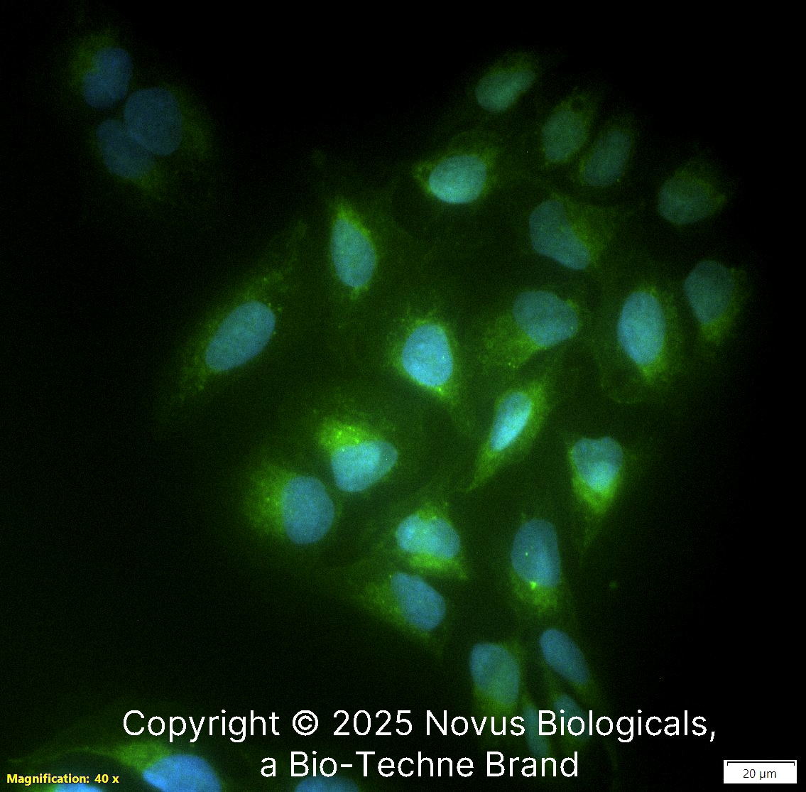 CD11c Antibody (3.9) - BSA Free