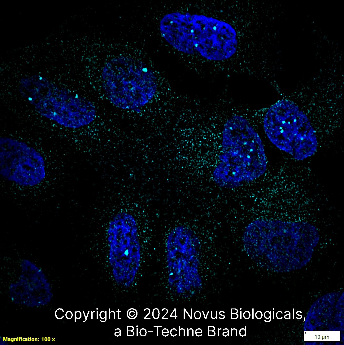 53BP1 Antibody - BSA Free