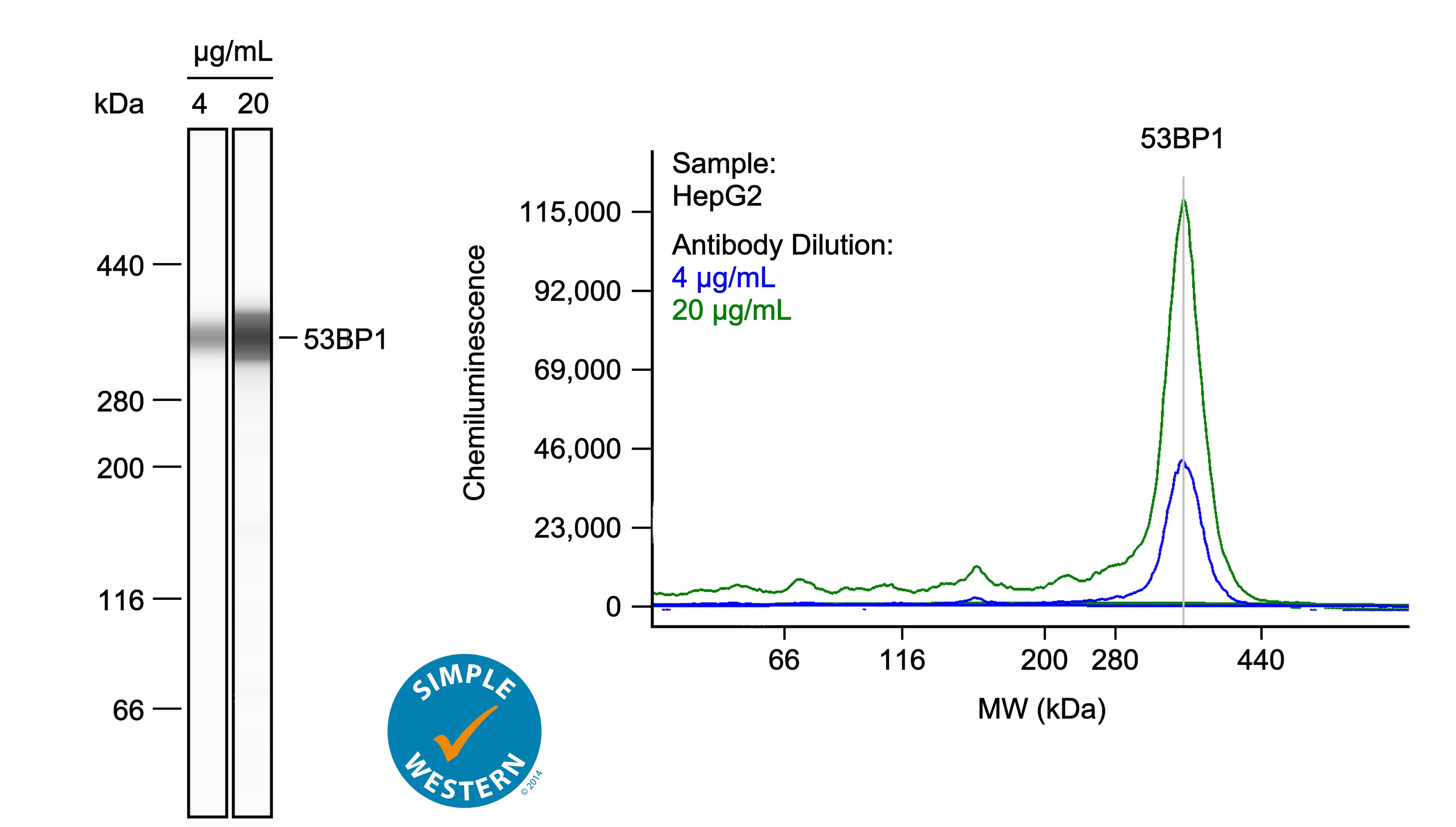 53BP1 Antibody - BSA Free