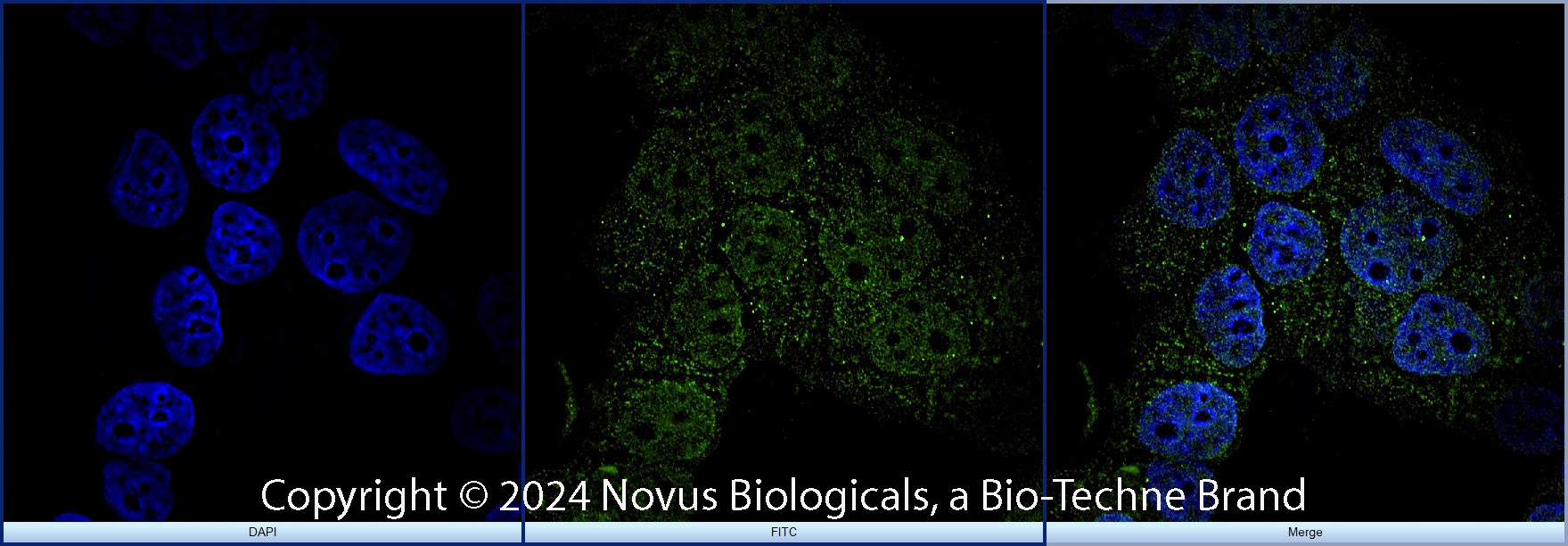 FoxP3 Antibody - BSA Free