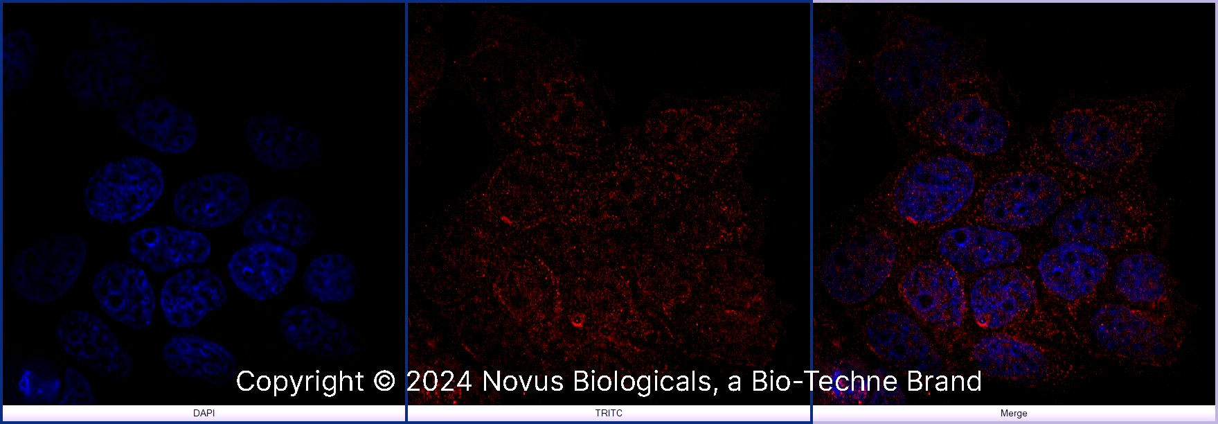 FoxP3 Antibody - BSA Free
