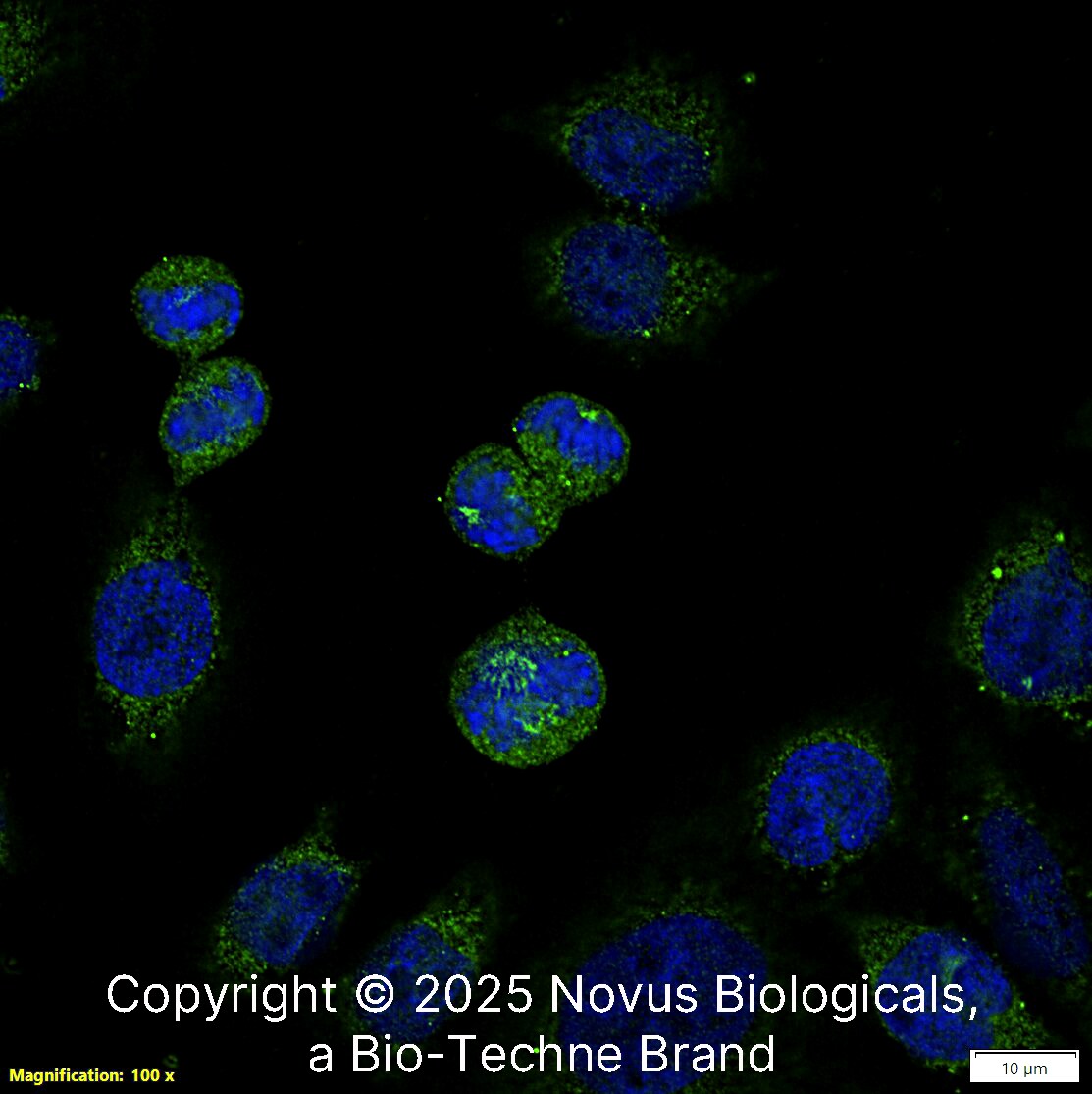 Survivin Antibody - BSA Free