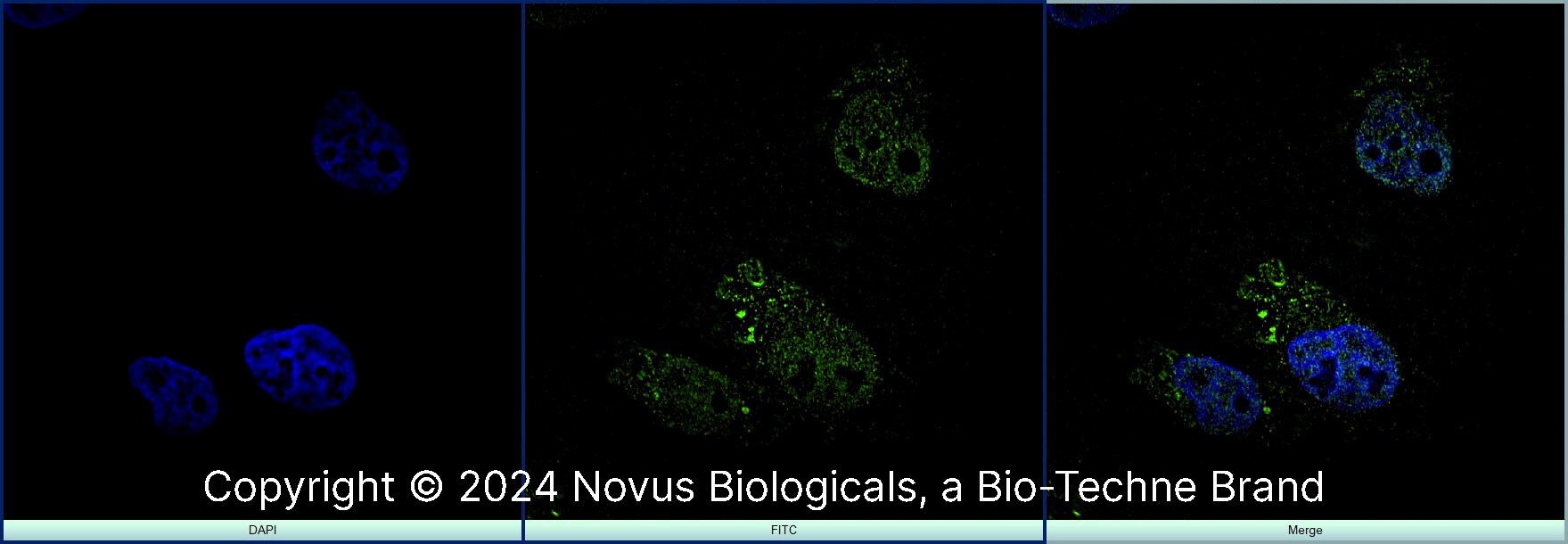MyoD Antibody (5.8A) - BSA Free