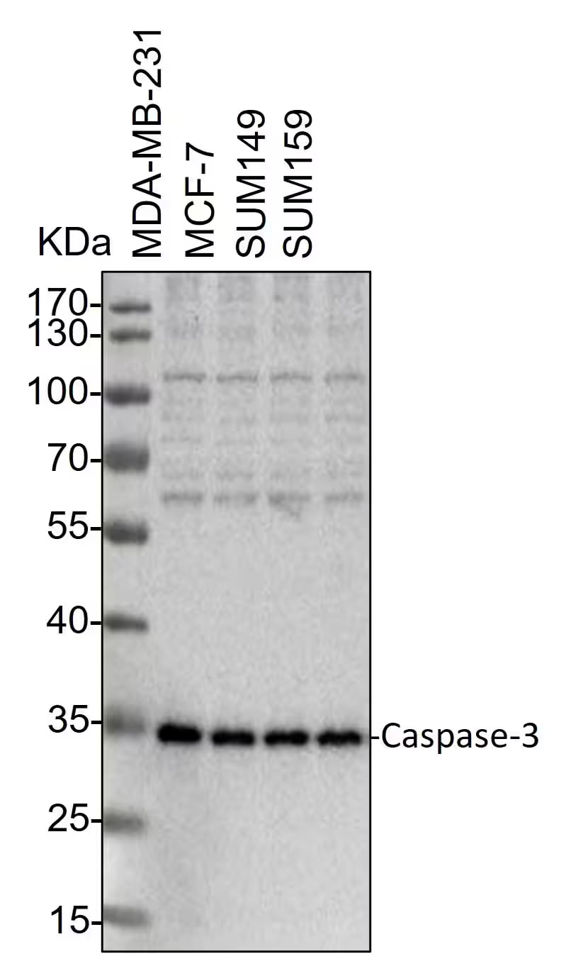 Caspase-3 Antibody (31A1067) - (Pro and Active) - BSA Free