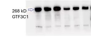 TFIIIC Antibody