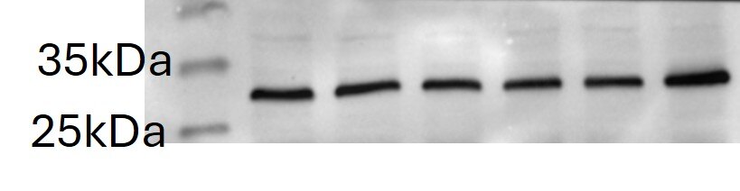 VEGF Antibody (VG1) - BSA Free