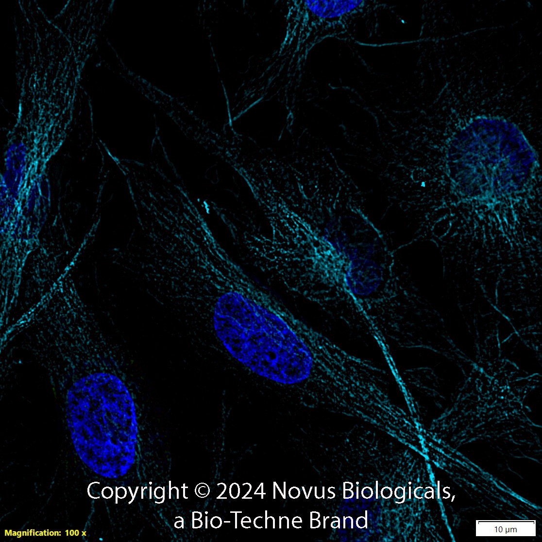 alpha Tubulin Antibody (DM1A) - BSA Free