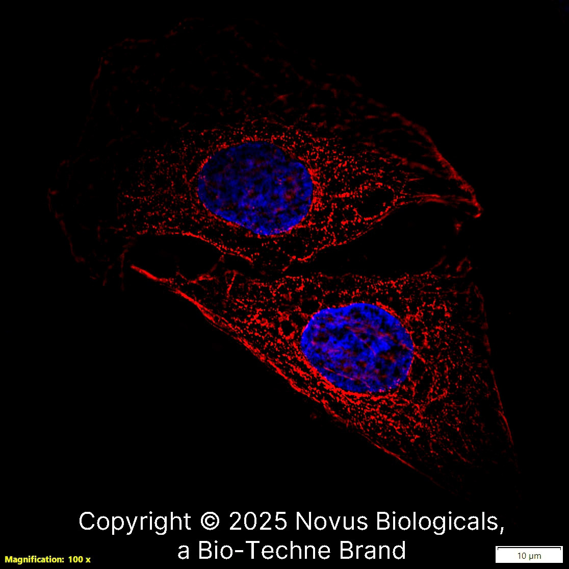 alpha Tubulin Antibody (DM1A) - BSA Free
