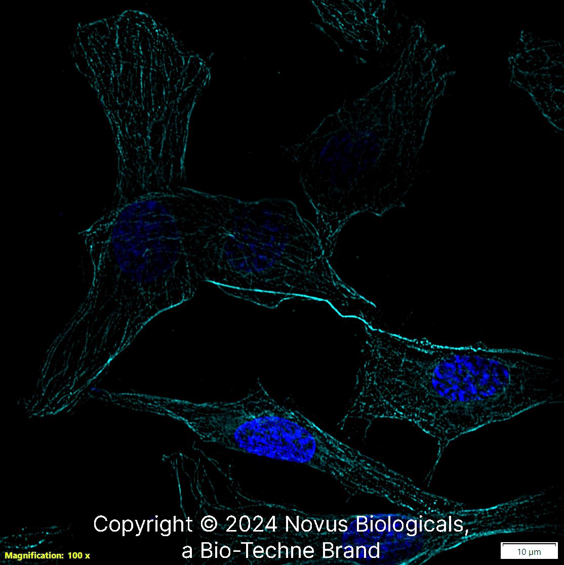 alpha Tubulin Antibody (DM1A) - BSA Free