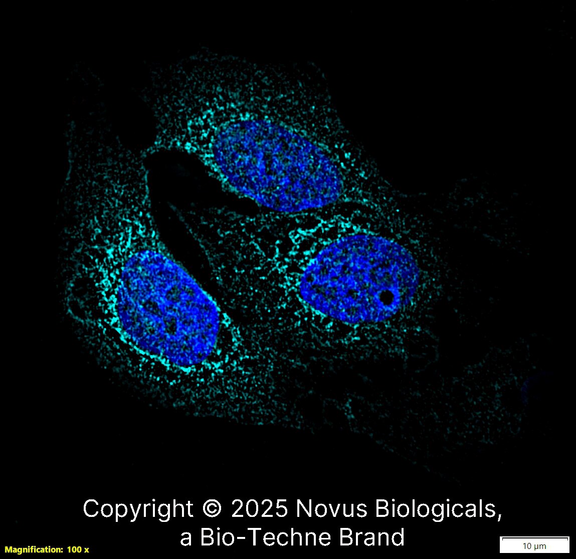 Aggrecan Neoepitope Antibody - BSA Free