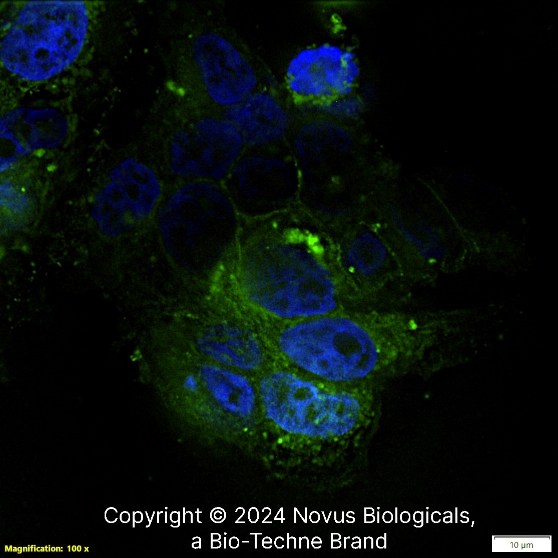 CD24 Antibody (ML5) - BSA Free