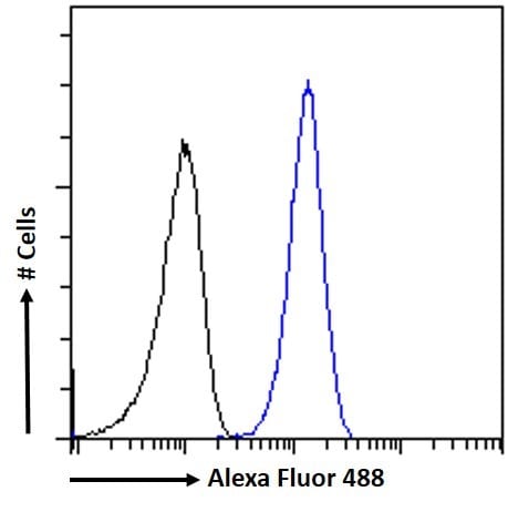Hornerin Antibody